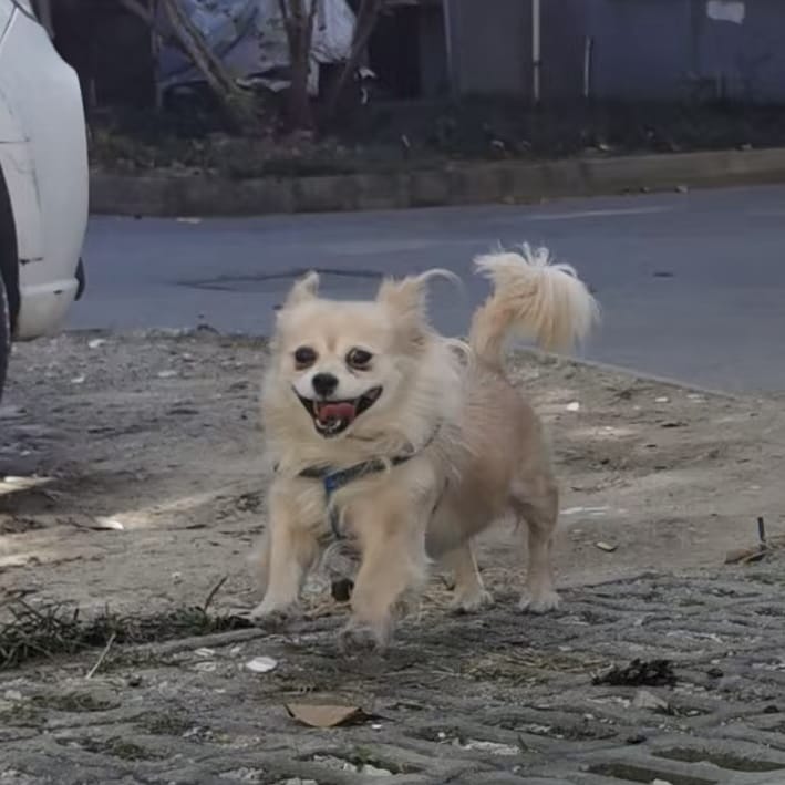 What Gift to Give a Friend Whose Dog Passed Away