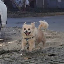 Milo | 2015–2026