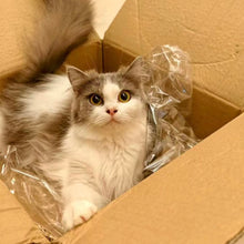 Oliver | 2011–2026