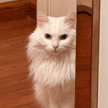Snowy | 2014–2025